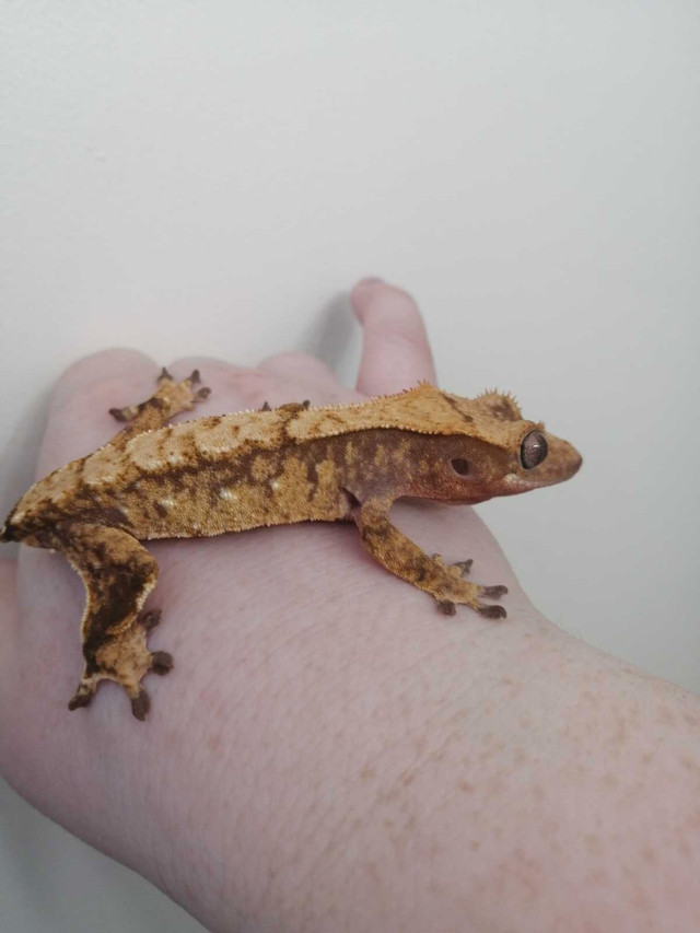 Gorgeous young gecko  in Reptiles & Amphibians for Rehoming in Belleville
