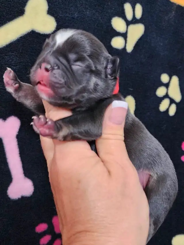 Pawdorabulls French Bulldogs - some fluffies!!! in Dogs & Puppies for Rehoming in Ottawa - Image 4