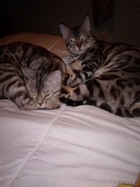 Bengal Cats for Sale