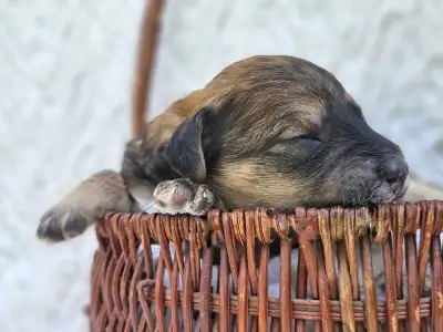 Dorenlee Darling F2 Australian Labradoodles Available !, View more