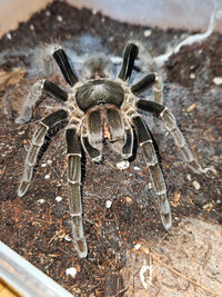 Subadult/ adult female tarantulas 
