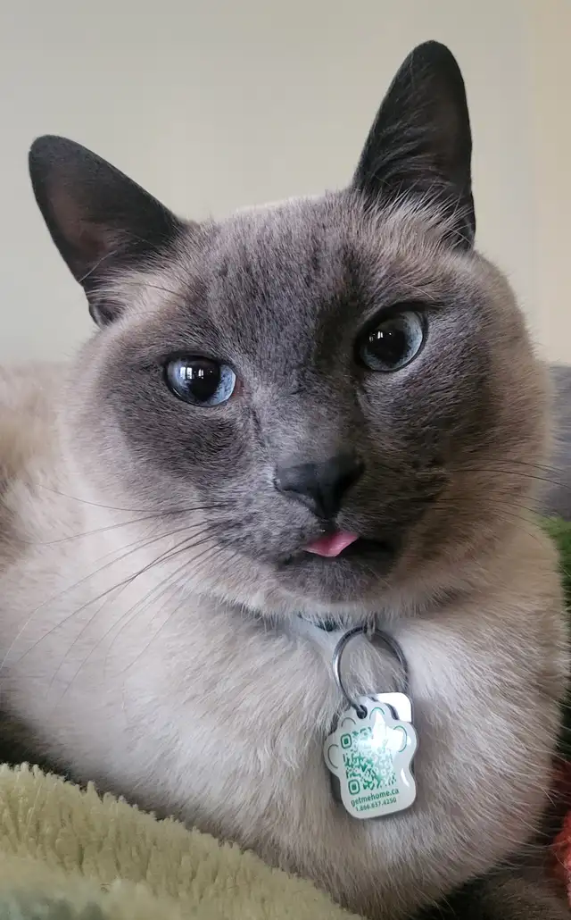 Rehoming 5.5 Year Old Male Siamese/Russian Blue in Cats & Kittens for Rehoming in Winnipeg - Image 8