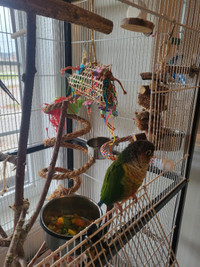 Bonded male green cheek conures for rehoming.