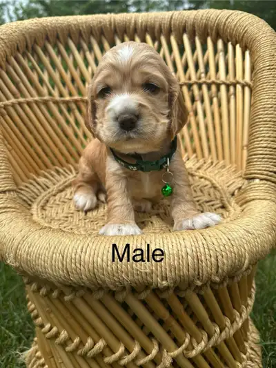 cocker spaniel puppies, View more