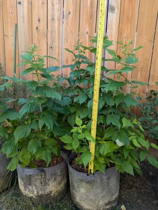 Raspberry Plants (Delicious, Nutritious, Productive, Hardy)