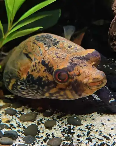 pao palembangensis/dragon puffer, View more
