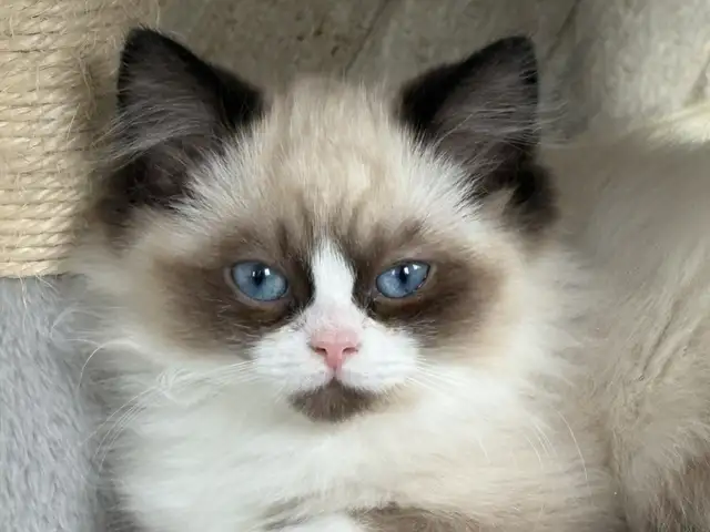Ragdoll Kittena Ready to start the New Year with their families
