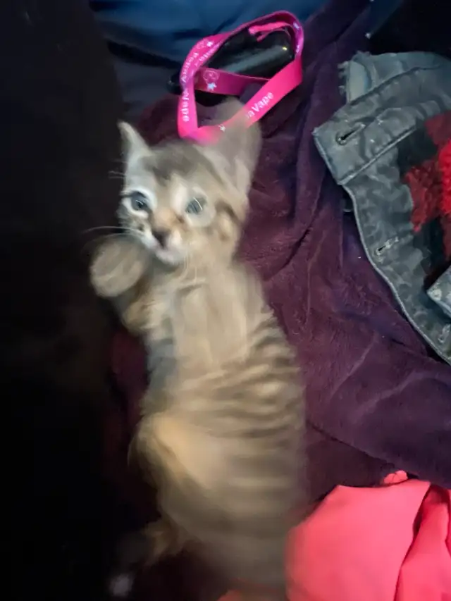 tabby kitten to rehome in Cats & Kittens for Rehoming in Moncton - Image 6