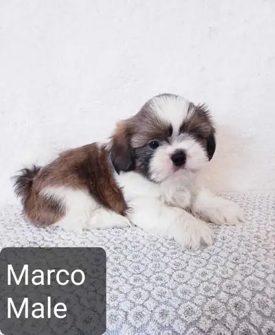 Shih tzu puppies (please read the ad), View more