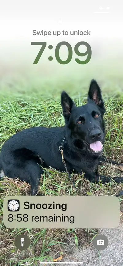 Trained Obedient Crate trained Fully registered Female