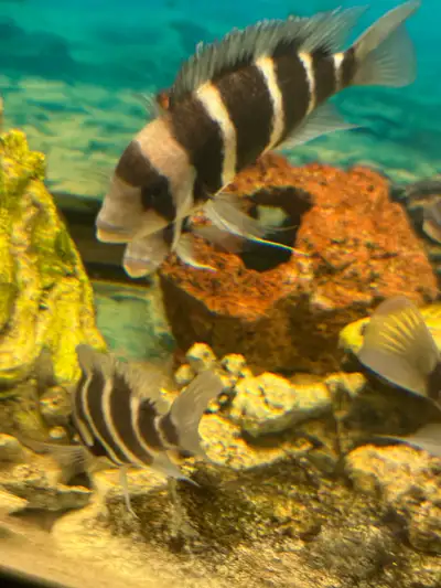 Frontosa babies , View more