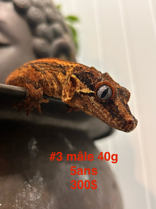 Gargoyle geckos 3.0 dans Reptiles et amphibiens à adopter  à Saint-Hyacinthe - Image 2