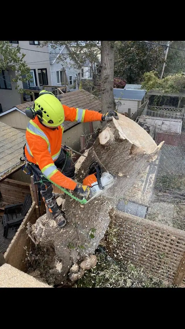 DCX Tree & Property Solutions (Tree Removal and other Sevices)63362357079939121