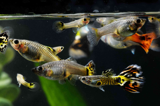 guppies in Fish for Rehoming in Vernon