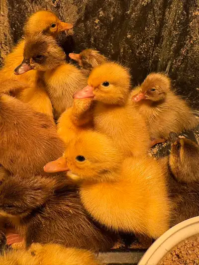 First batch of ducklings has arrived. Barn Yard Mix. Ducklings are not sexed, $10 each