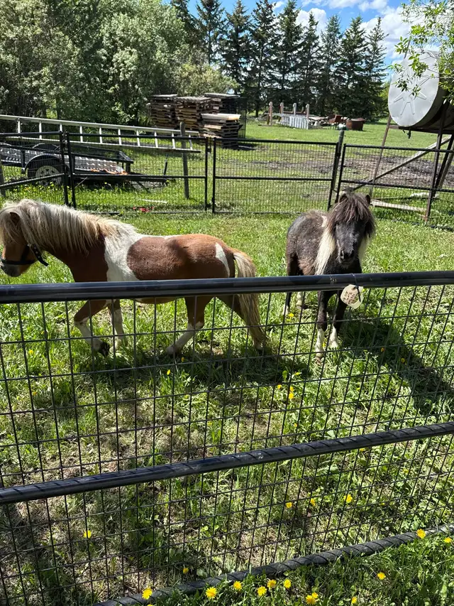 stallion 36 inches in Horses & Ponies for Rehoming in Edmonton - Image 3