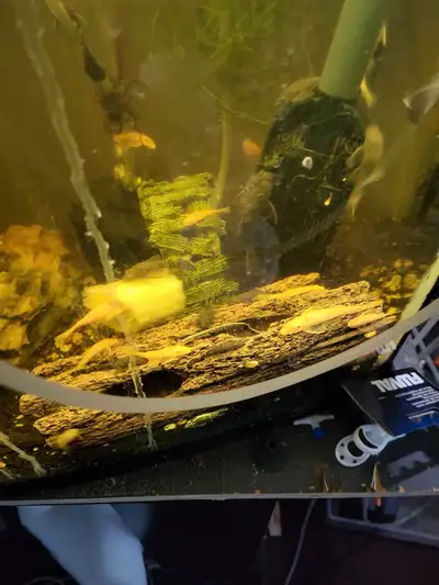 bristlenose Pleco  pink and black , View more