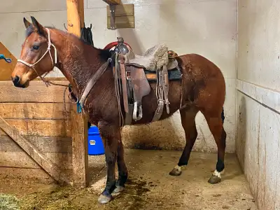 2016 Reg AQHA well broke mare; This is THE horse you want in your work horse string for cow work, ra...