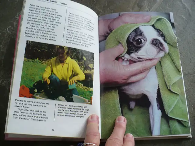 BOSTON TERRIERS ( BOOK ) in Other in Longueuil / South Shore - Image 5