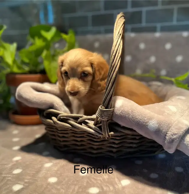 teckel miniature à poile long in Dogs & Puppies for Rehoming in Laurentides - Image 2