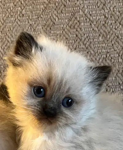 Purebred Ragdoll kittens, View more