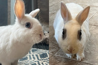 Spider And Snowball. Two Rabbits, Bonded Pair Seek Forever Home
