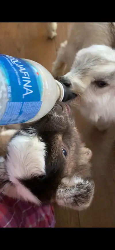 Bottle baby goats , View more