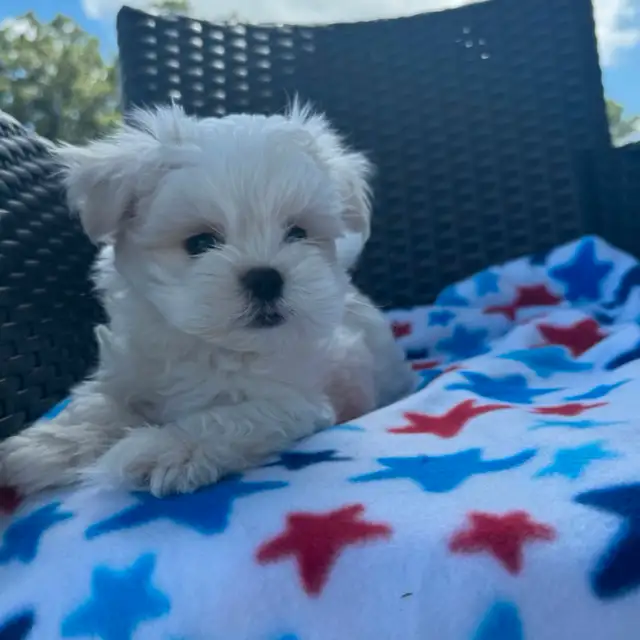 3 mini Bichon maltais , Maltese , pure race lignée champion in Dogs & Puppies for Rehoming in Laval / North Shore - Image 6