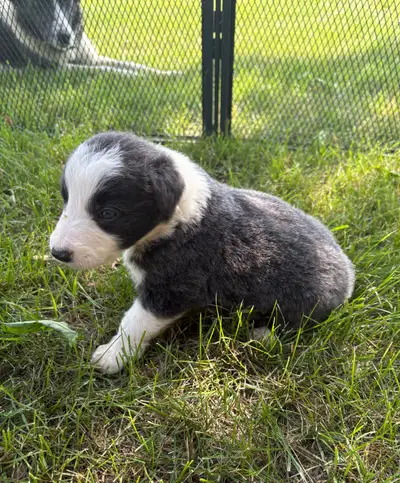 BORDER COLLIE PUPPIES, View more