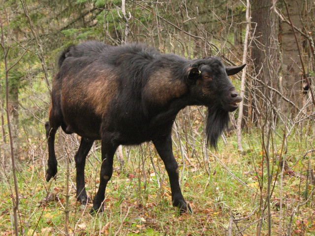 Registered Alpine Buck. Price drop. Can deliver on April 25th in Livestock in Prince George - Image 2