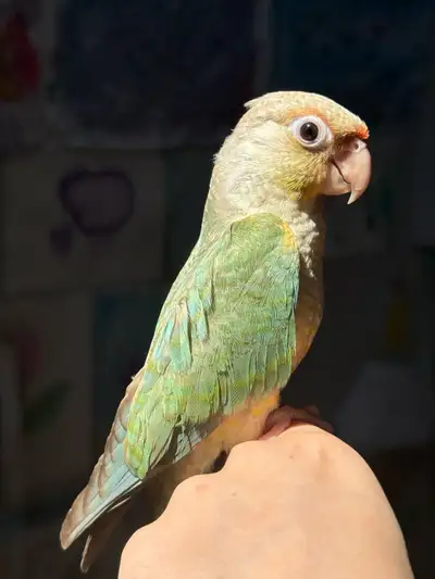 RARE Turquoise Pineapple Green Cheek Conure baby, View more