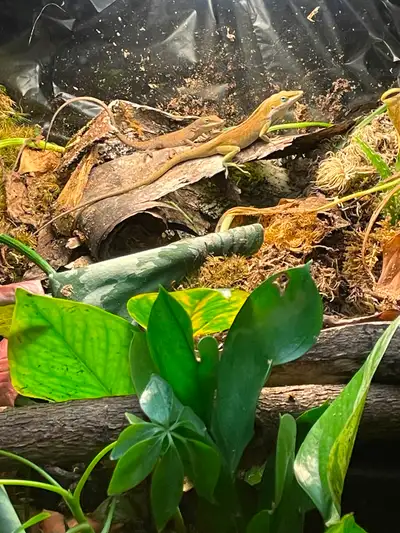 Male/ female pair of green anoles. Their enclosure broke and I need to move them on to repair it pro...