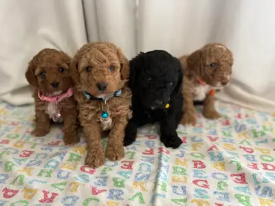 toy/mini poodles, View more
