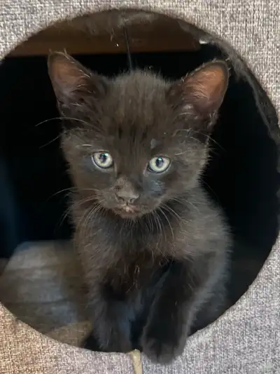Chatons femelles et un mâle adorables qui vous attend, View more