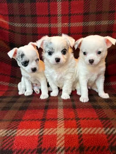 ***Adorable Male Chihuahua Puppies***, View more