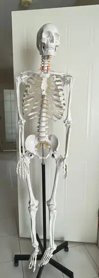 Norman The Skeleton 