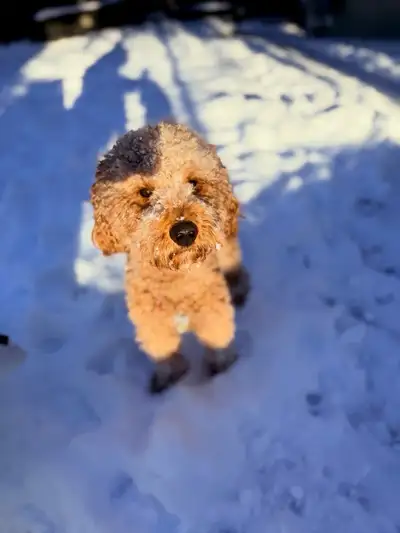 Stud Service – Medium Goldendoodle (Calgary) 2-year-old healthy medium/moyen Goldendoodle available...