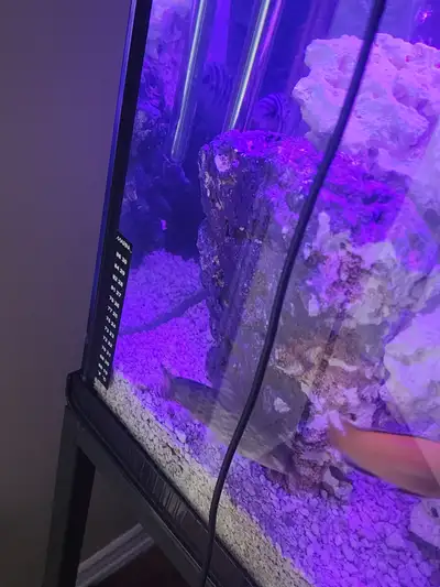Looking to sell as isnt ideal for my tank Will sell or trade for african cichlids. May consider deco...