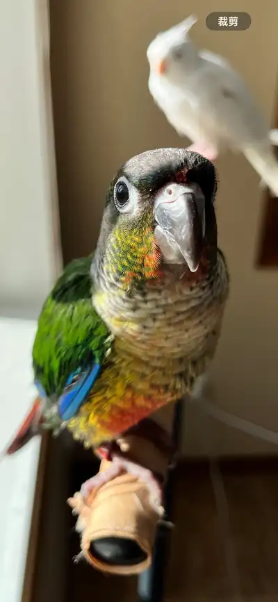 hand tamed conures, View more