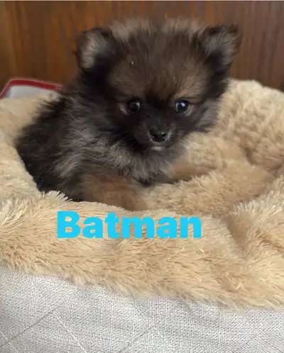 Pomeranian, View more