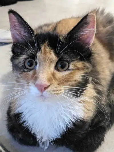 Young medium hair domestic cat available for rehoming She's very sweet and healthy entertained and v...