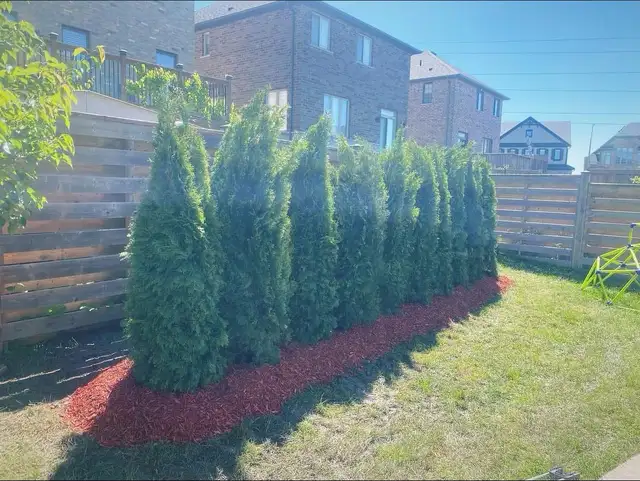 cedar trees 460987940346286080