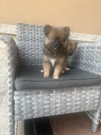 Pomeranian, View more