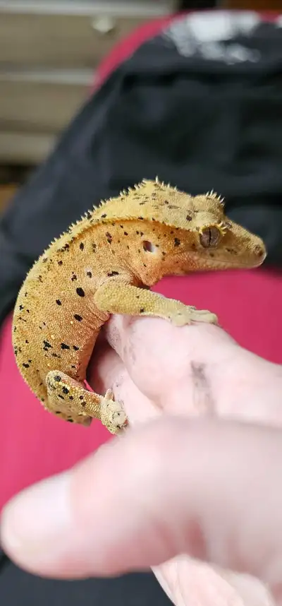crested geckos  male, View more