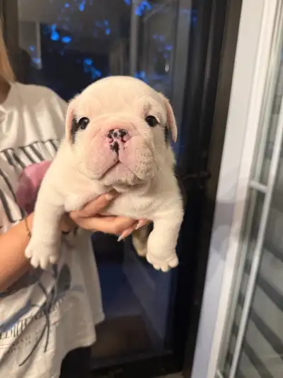 Bulldog puppies , View more