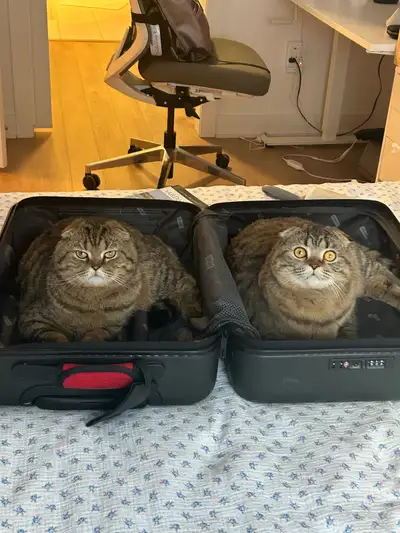 Scottish fold sisters come as a pair, View more