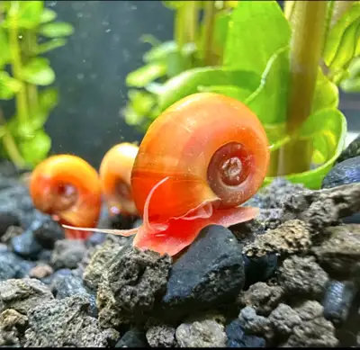 Ramshorn Snails, View more
