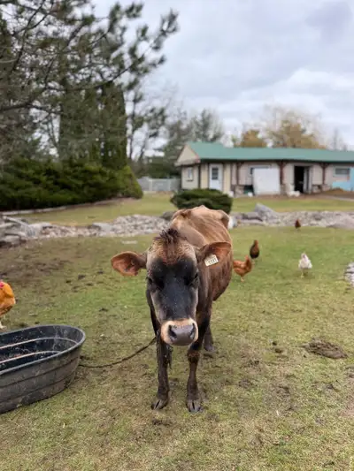 Jersey Cow - Urgent Sale, View more