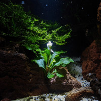Bucephalandra Plantes Aquarium