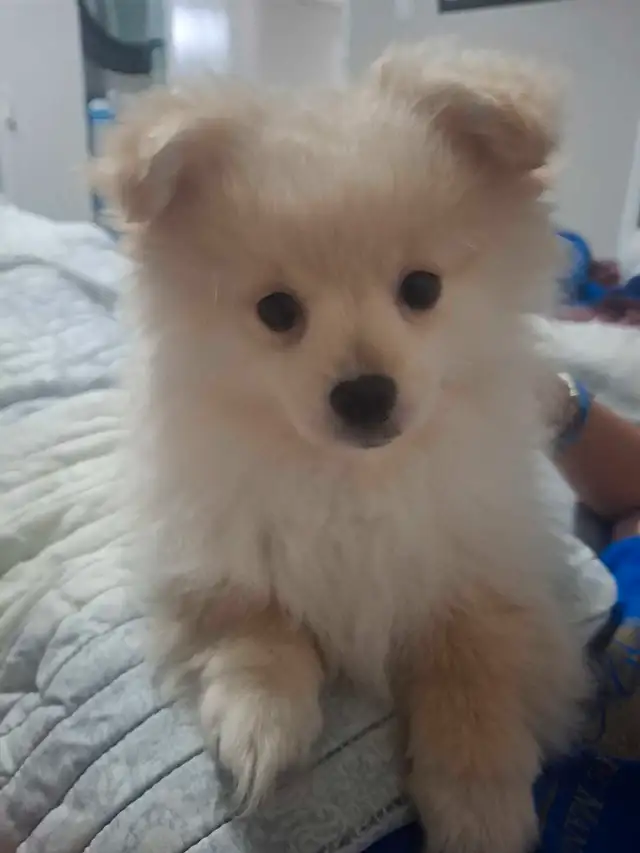 Pomeranian Puppy Available in Dogs & Puppies for Rehoming in London - Image 5